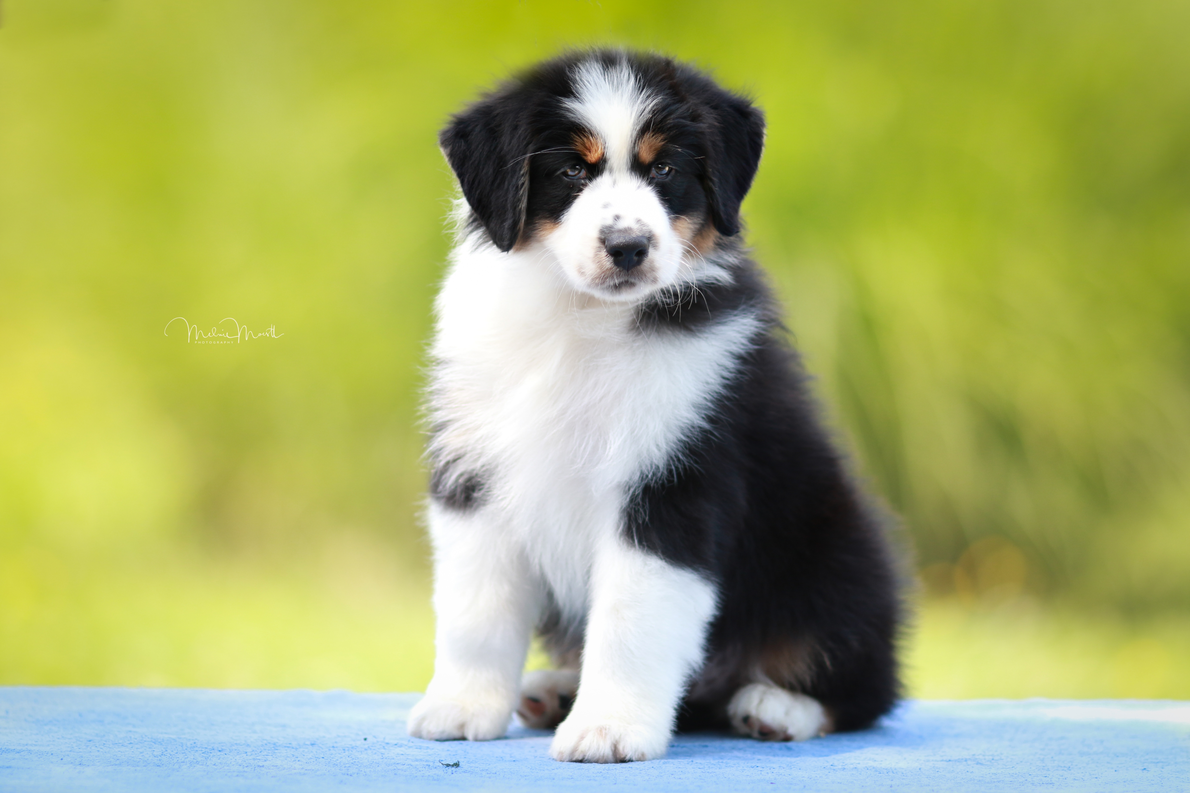 Shadeguard's Mickey Blue Eyes At Heatwave