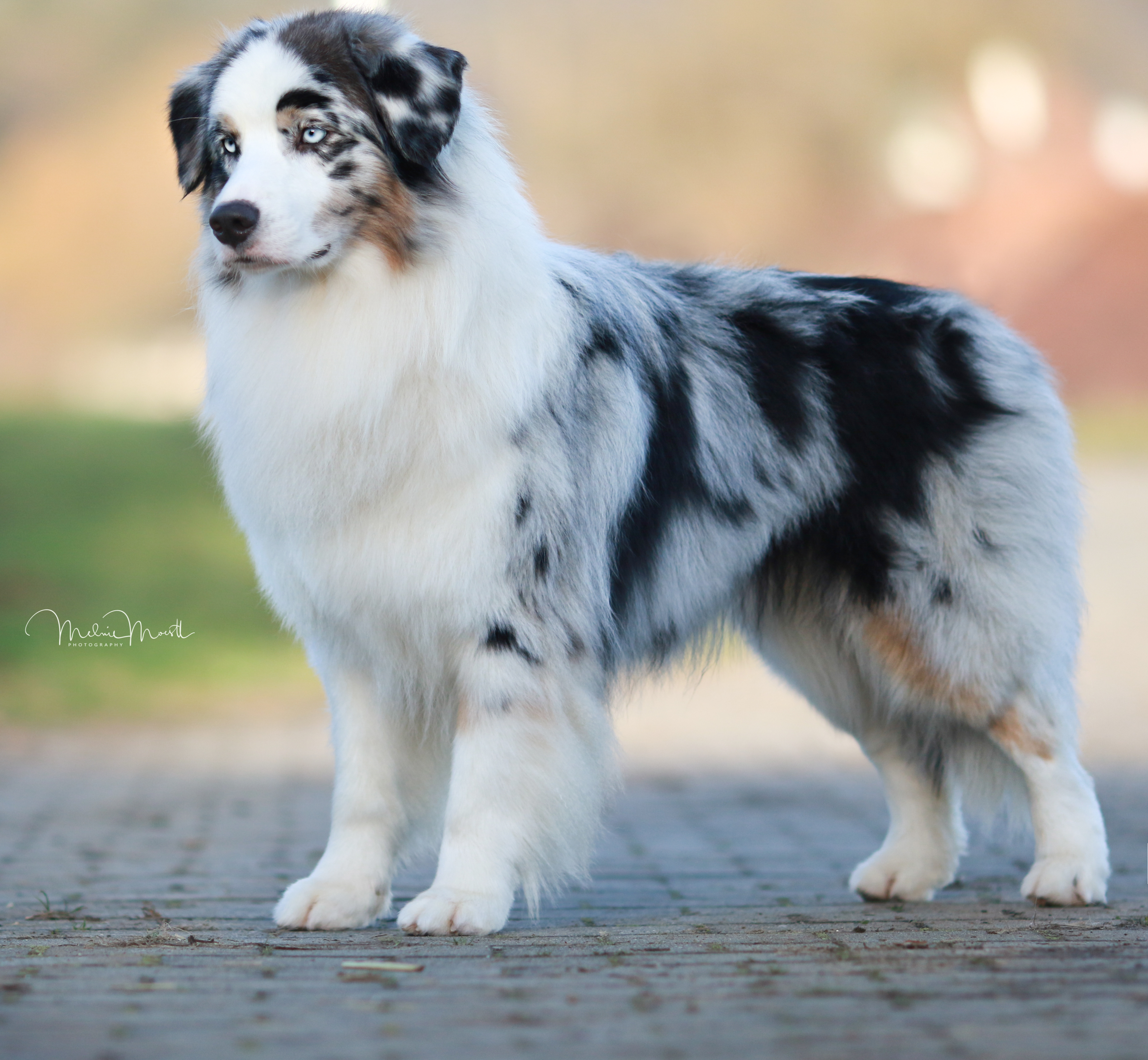 Shadeguard's Mickey Blue Eyes At Heatwave