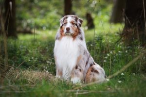 Campersit