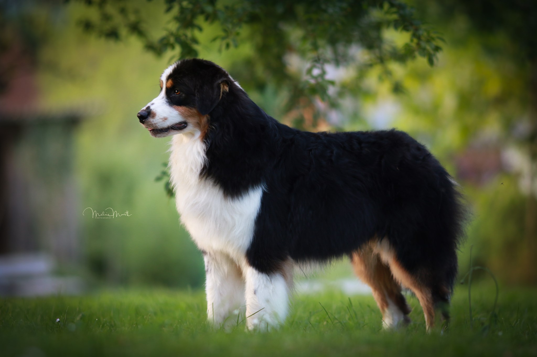 oskar